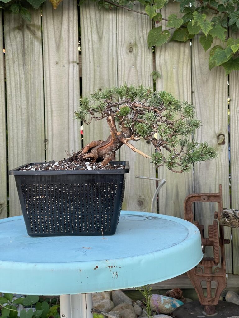 Mugo Pine summer work after/before