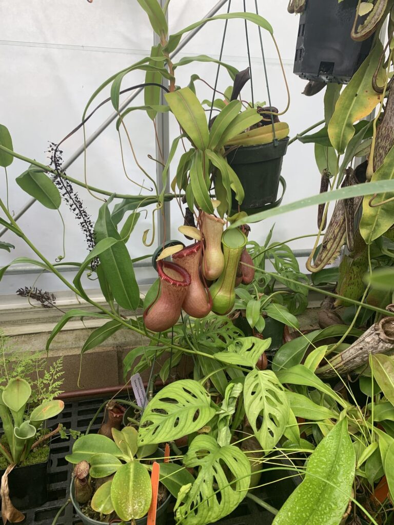 Cal Poly SLO has a public greenhouse with TONS of pitcher plants!