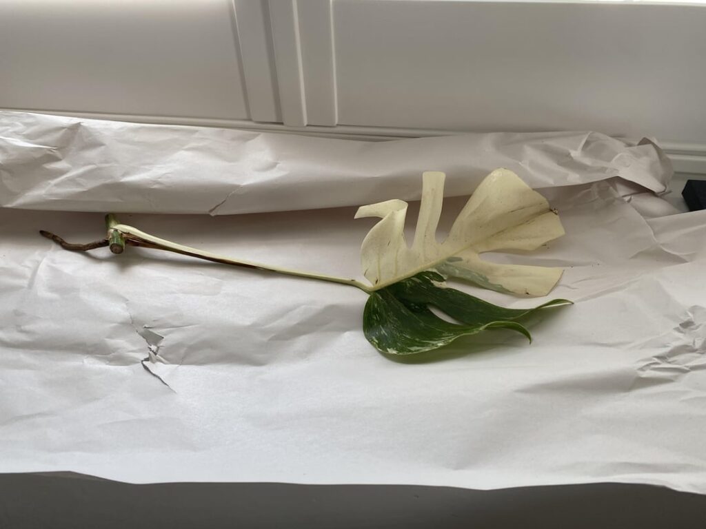 Albo - 2.5 months progress