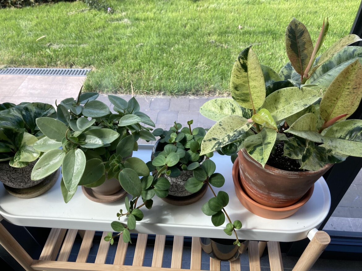 Back home from vacation and brought all these guys with me.. Can I ever stop buying more and more plants??