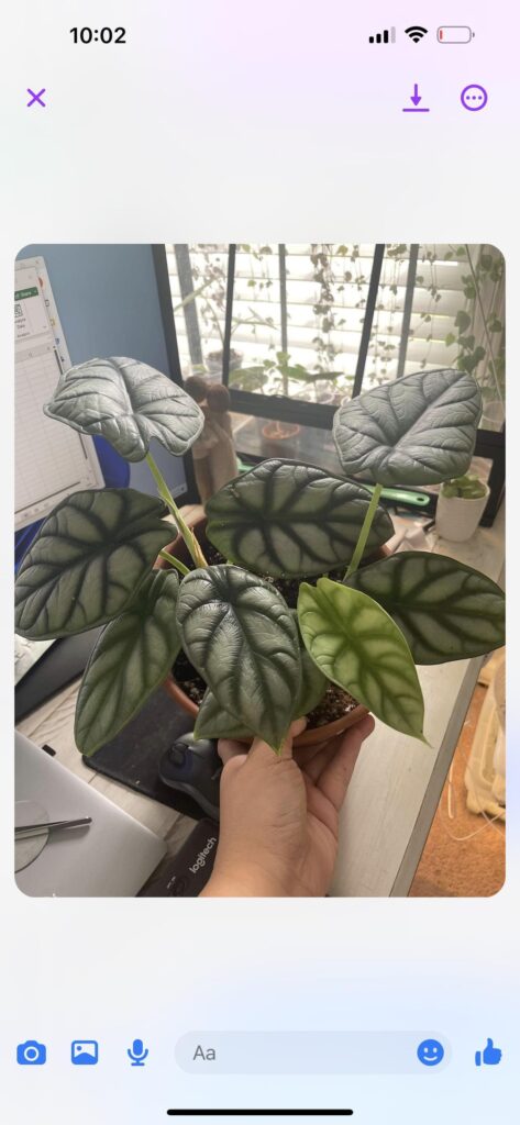 Can someone please help? Can someone please help?