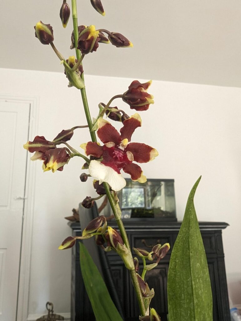 First blooms on my Onc. Baby Chocolate Raspberry!!!