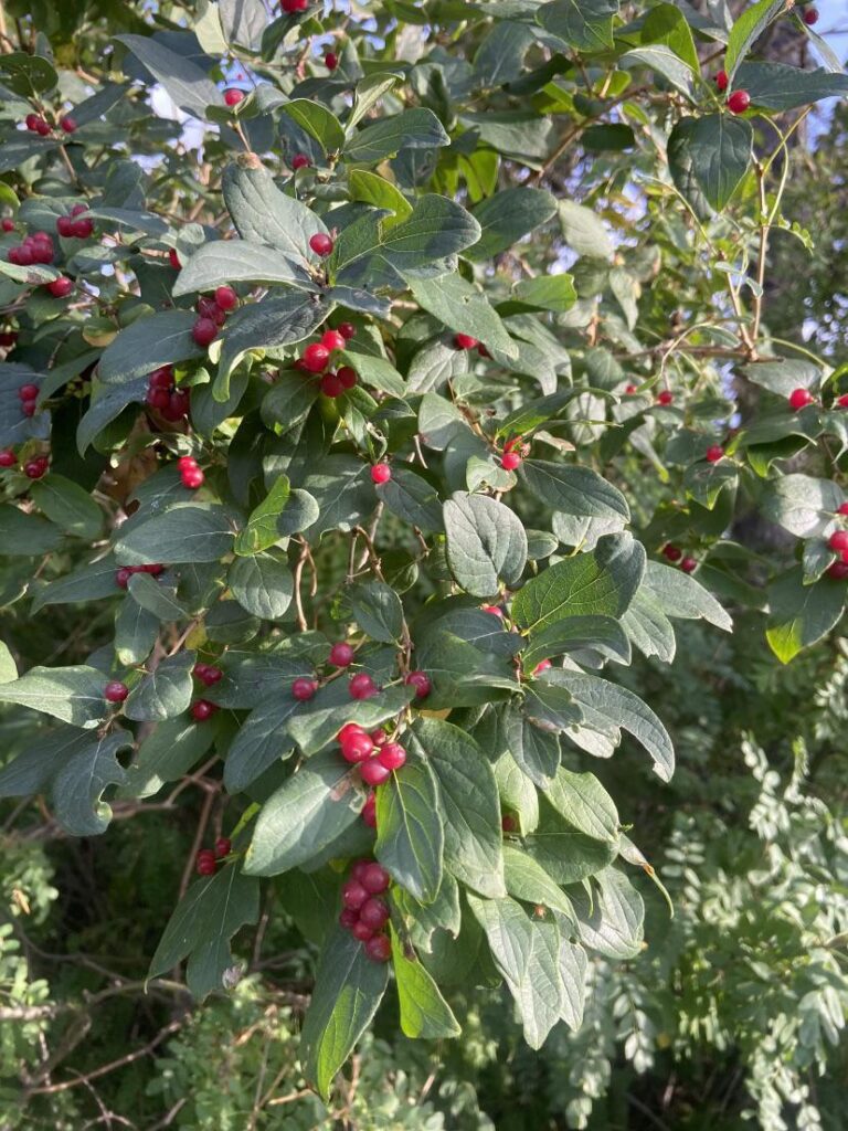 What is this species called? (Alberta, Canada)