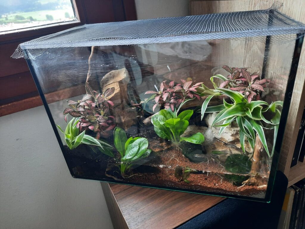 First paludarium, worried about the substrate moisture.