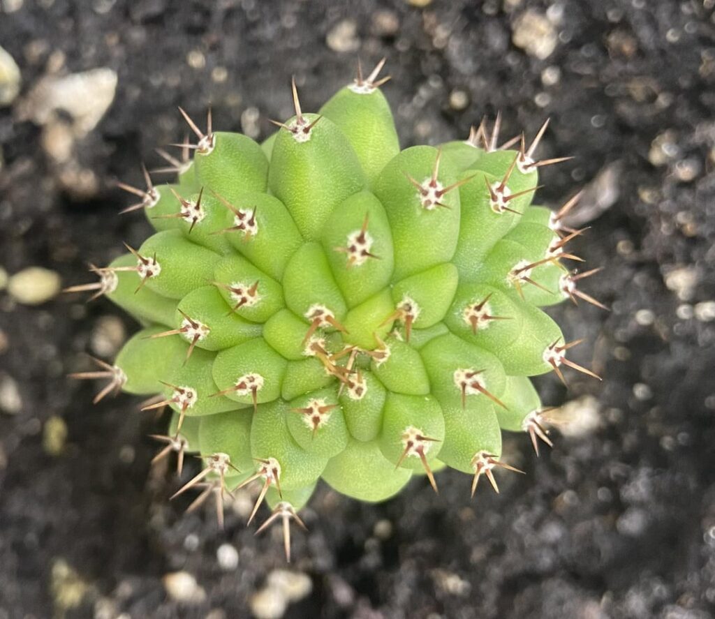 In love with this little TPM pup. This is off my first San Pedro. The one that started the addiction.