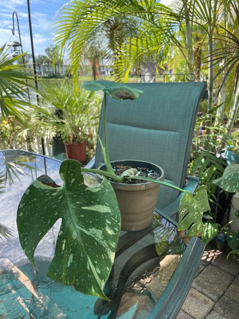 The little Monstera Thai Con that could… The little Monstera Thai Con that could…