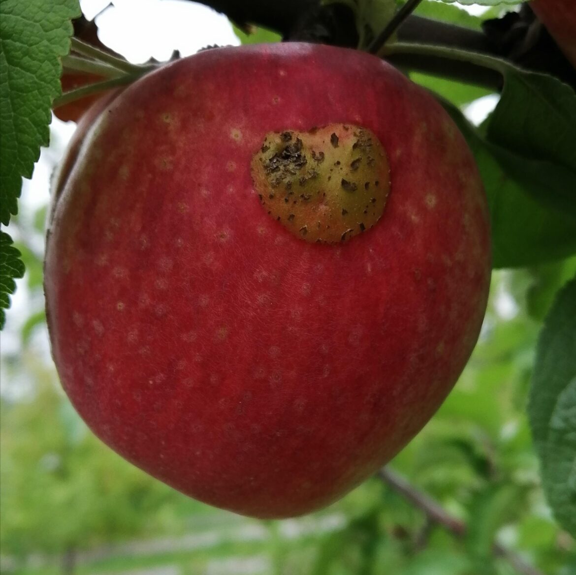 Is this rhagpo or something else? It's a skin abscess, no damage inside.