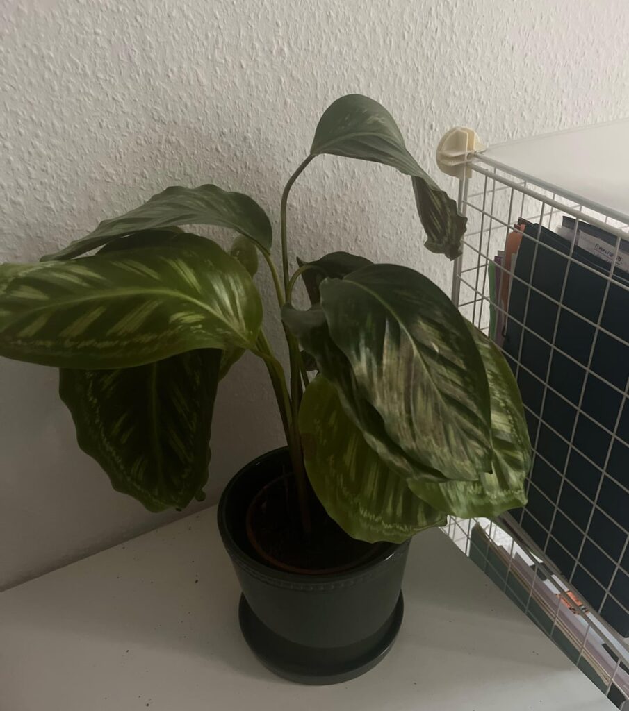 Overwatered calathea, going on holiday? Overwatered calathea, going on holiday?