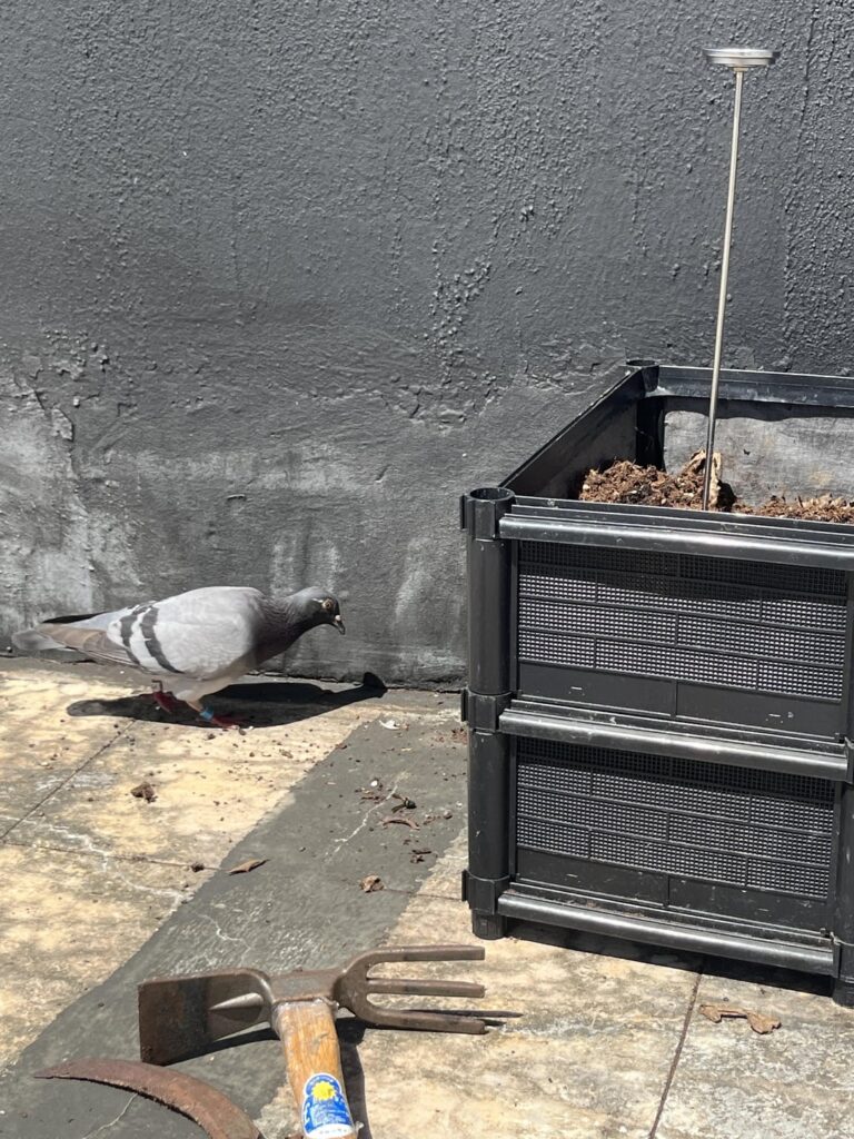 Guess who showed at my compost?