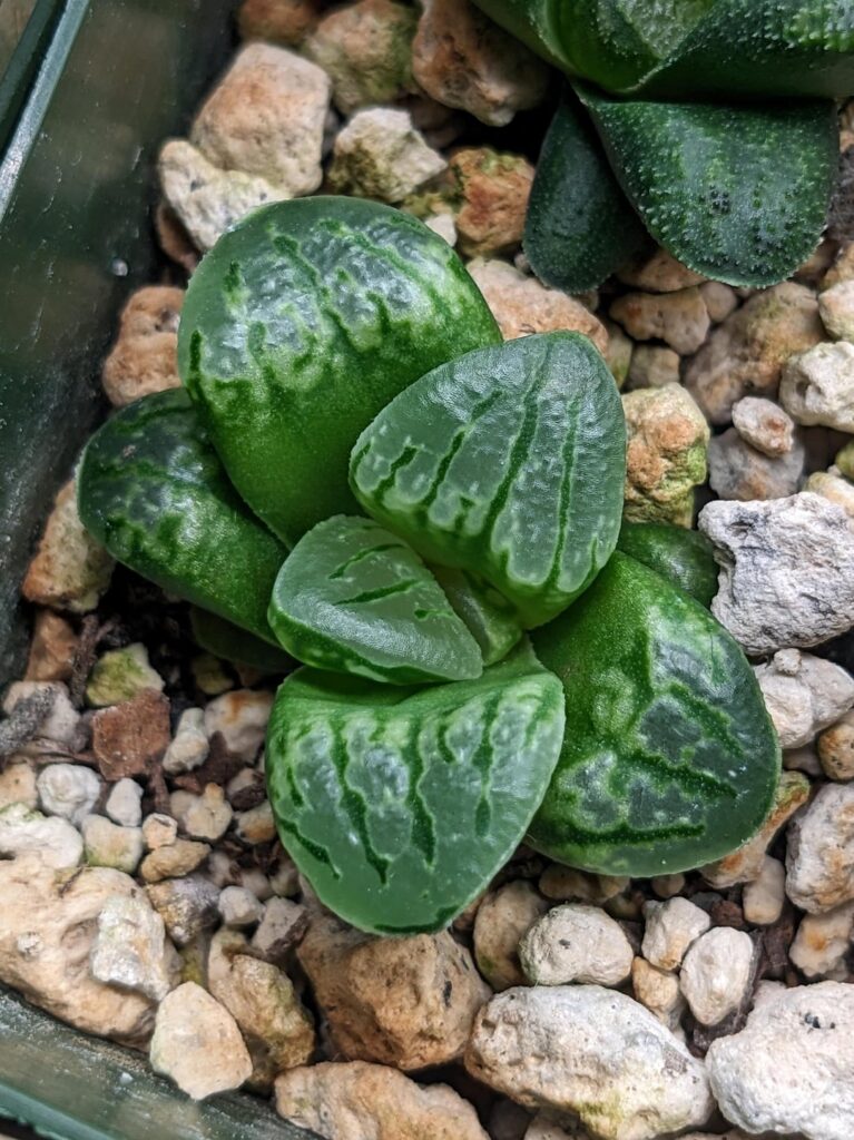 a few of my favorites from my pygmaea hybrid batch