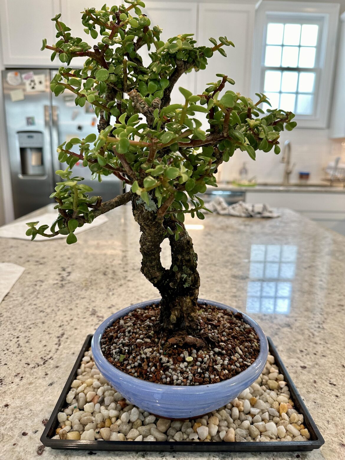 Portulacara Afra frank