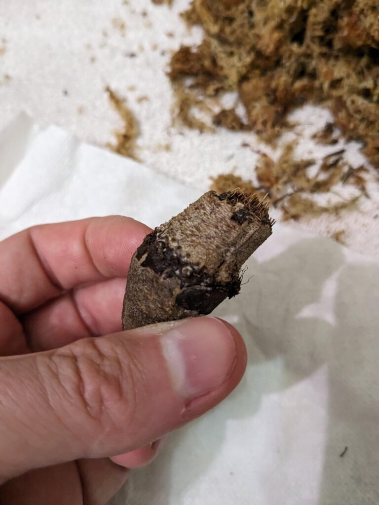 Can I save this Philo Serpens wet stick?