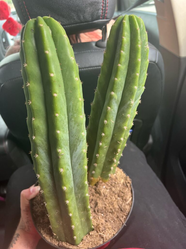 Home Depot score, few questions: Yellowing normal or rot, mild humidity spots. What do?