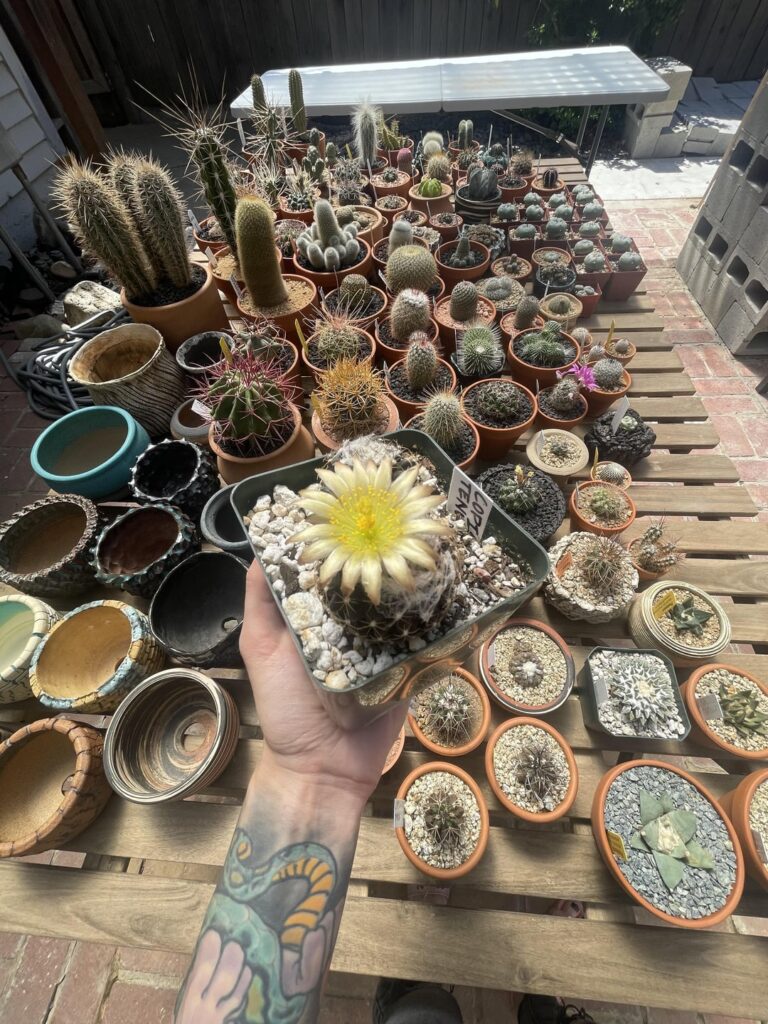 Some of my flowers from this year.