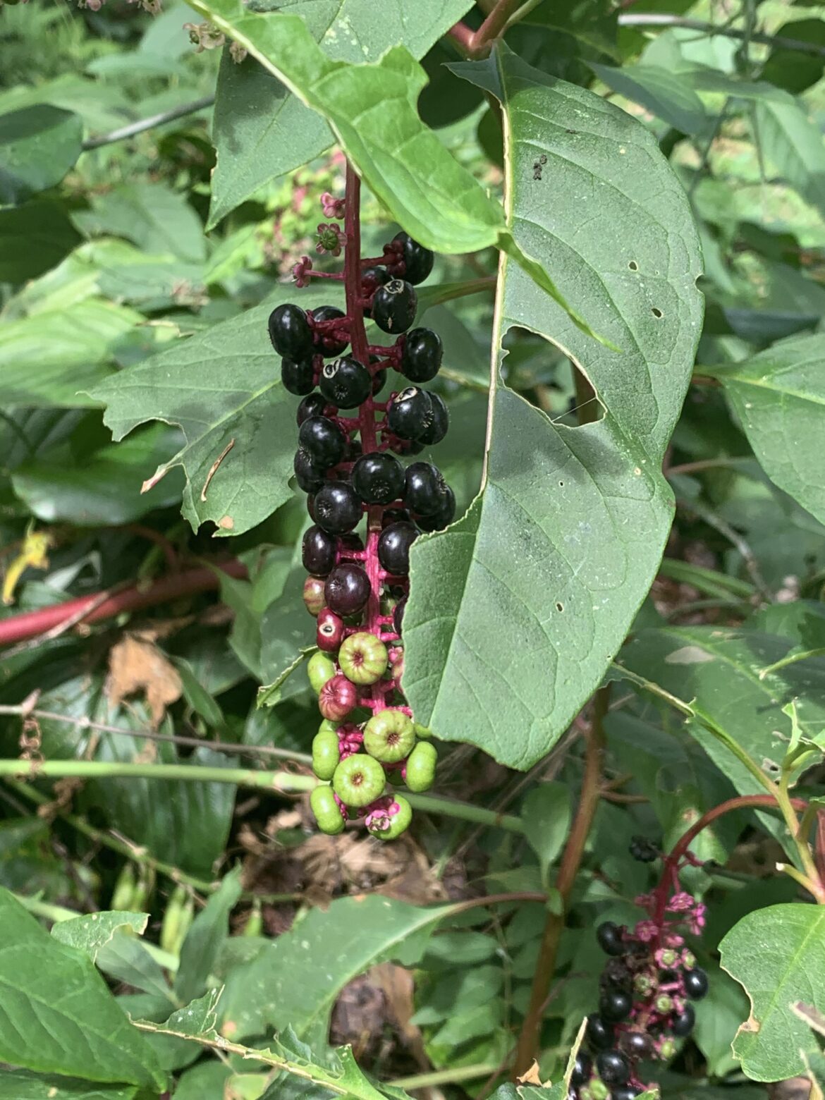 What type of berries are these? Western NC