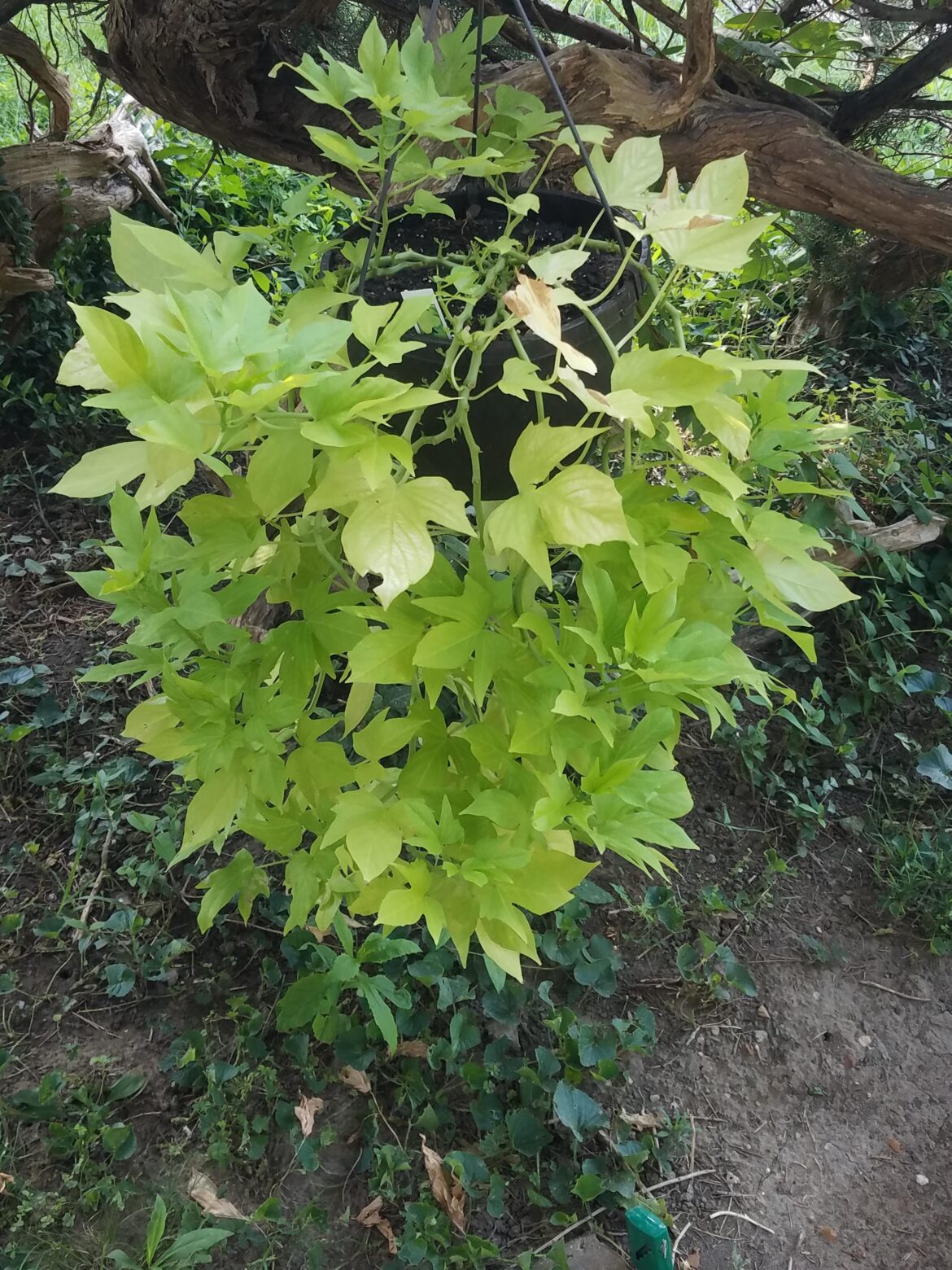 will this produce tubers i can replant next year? if so, how to harvest and store?