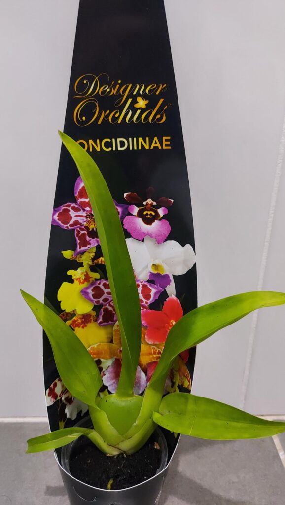 How do I care for this odontoglossum? I am still a newbie.