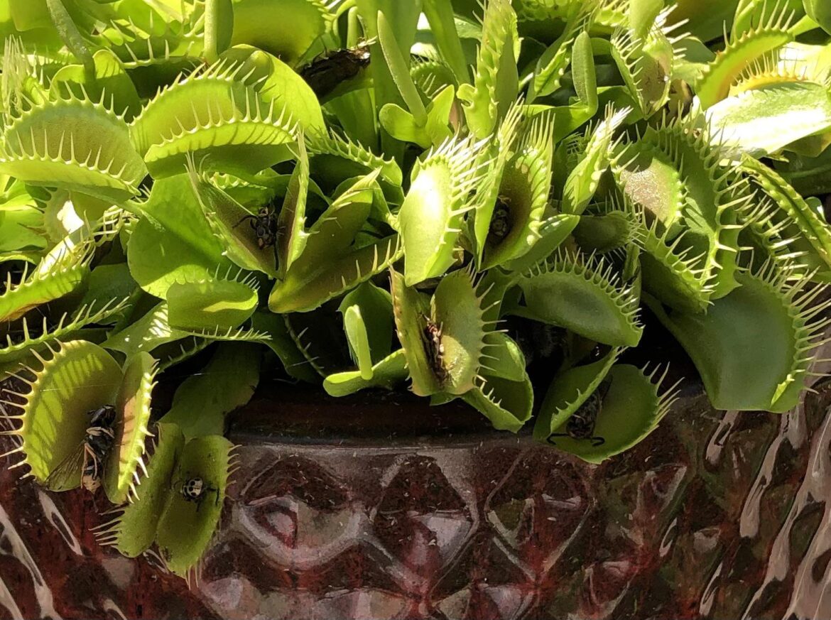 Do you leave exoskeletons in your traps?