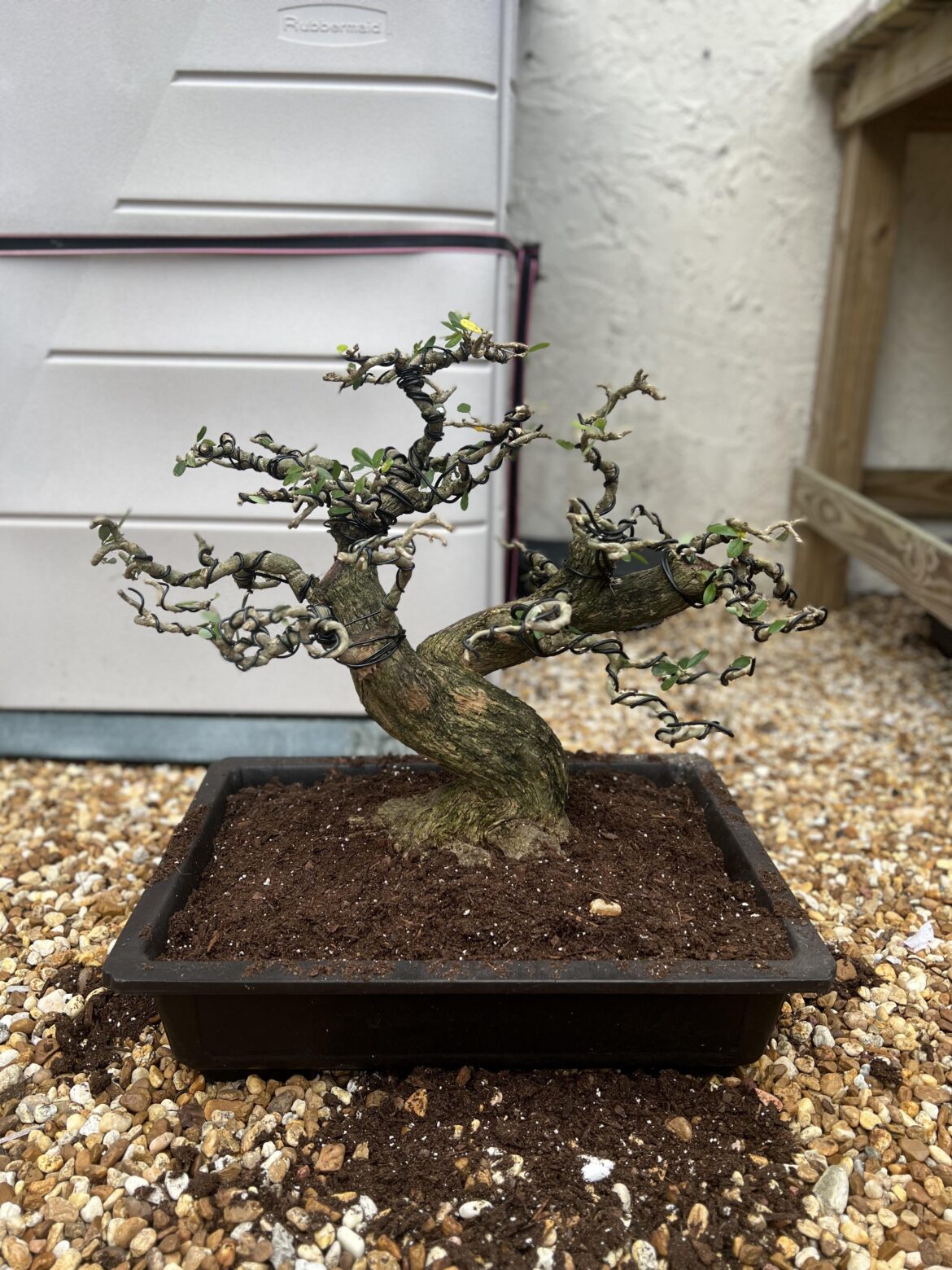 Vietnamese Blue Bell