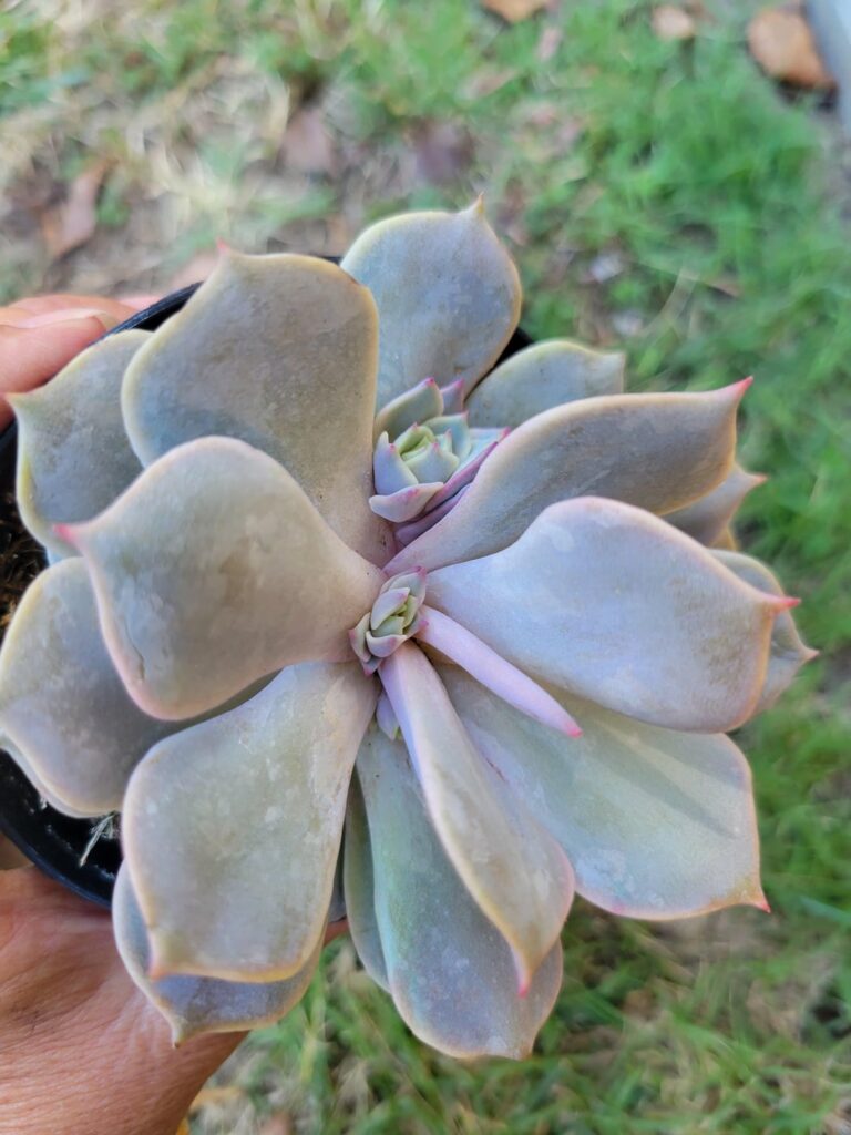 Total weirdo Echeveria "Angel kissed"