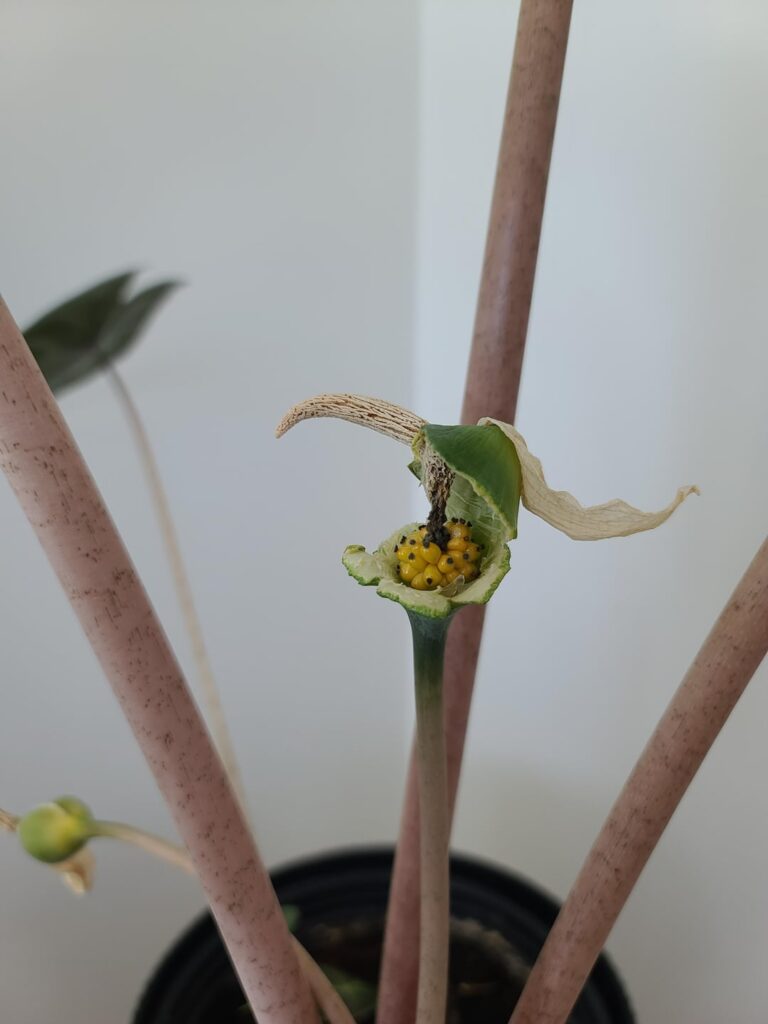 Help! My alocasia is being weird! Help! My alocasia is being weird!