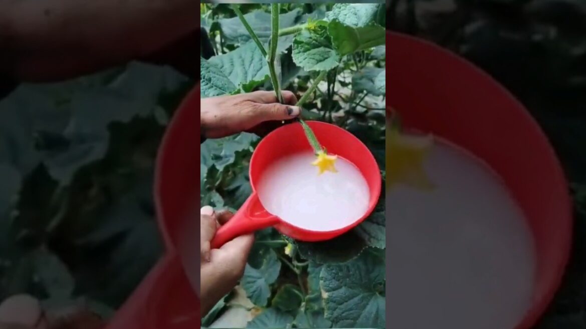 beautiful nature with rural life # 17 Amazing #Agriculture #Tools #Shorts #life #agriculture#farmer