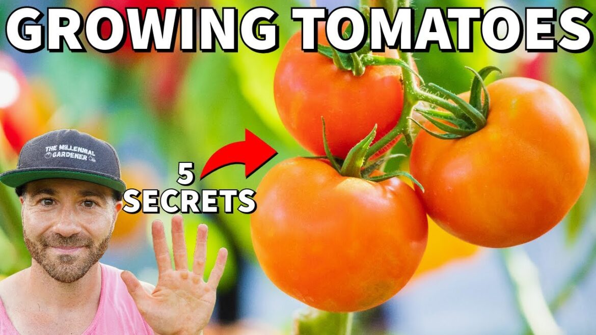 5 SECRETS For Success GROWING TOMATOES In Fall 5 SECRETS For Success GROWING TOMATOES In Fall