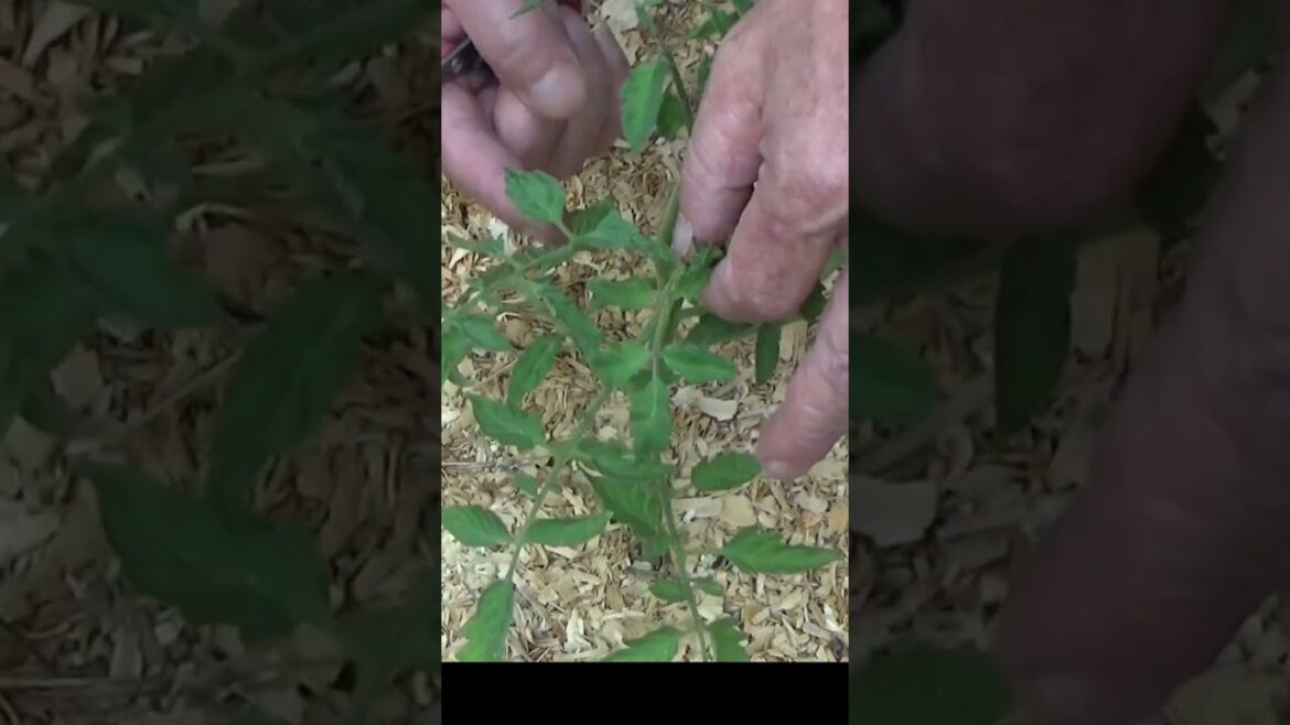 Pruning tomatoes promotes growth #garden #gardeningtips #tomatoes #pruning