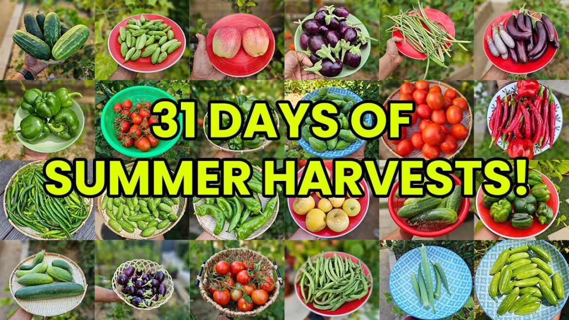 31 Days of Summer Harvests: A Month of Abundance and Flavor!