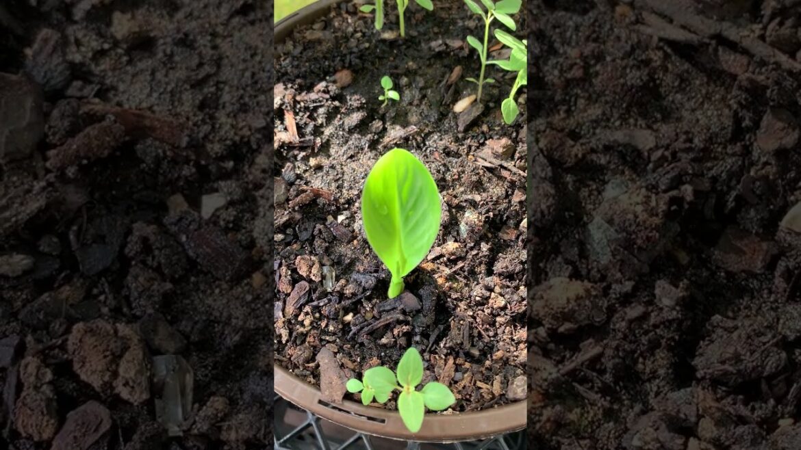 A Surprise in a Container of Snapdragons! #growfromseed