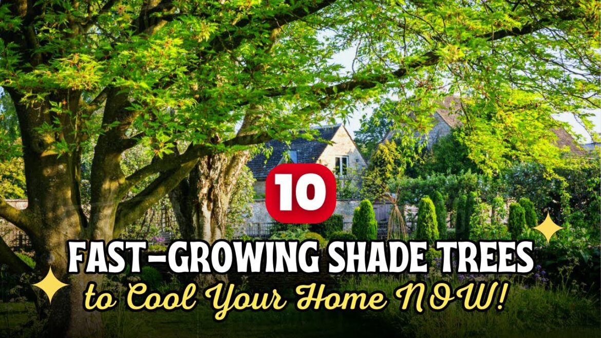 Impatient Gardener? Top 10 Fast-Growing Shade Trees to Cool Your Home NOW! ππ³ Impatient Gardener? Top 10 Fast-Growing Shade Trees to Cool Your Home NOW! ππ³