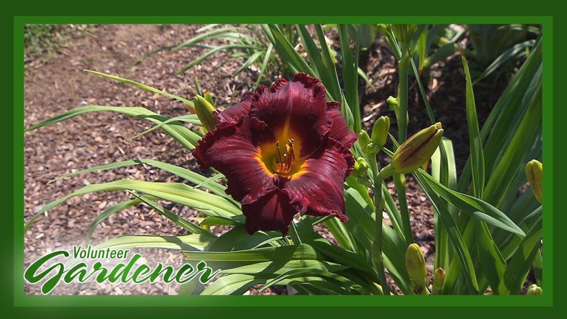 Hybridizing Daylilies as a Hobby | Volunteer Gardener Hybridizing Daylilies as a Hobby | Volunteer Gardener