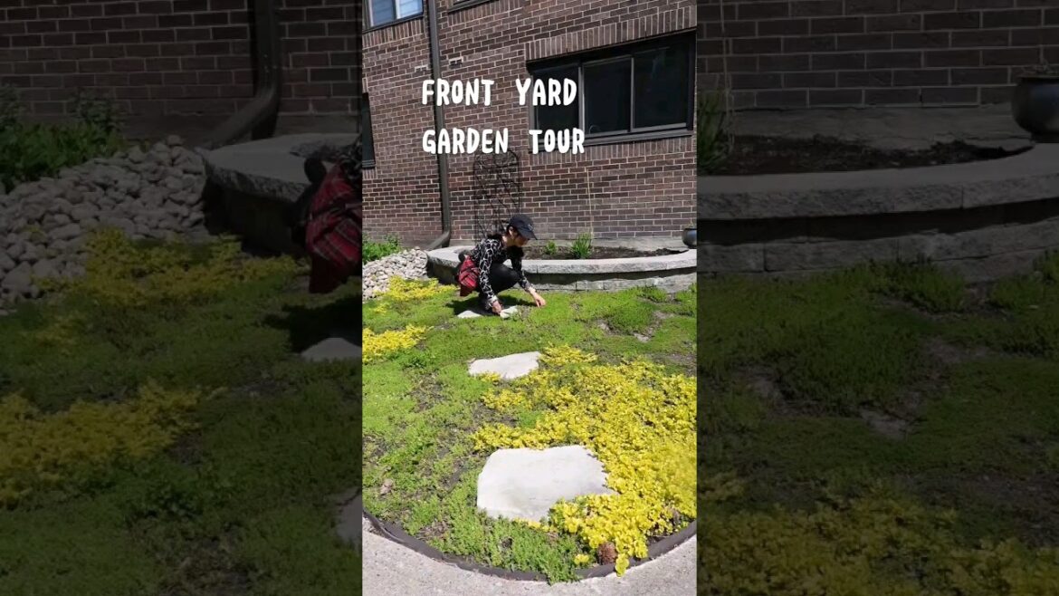 My front yard is unconventional #nolawn #frontyard