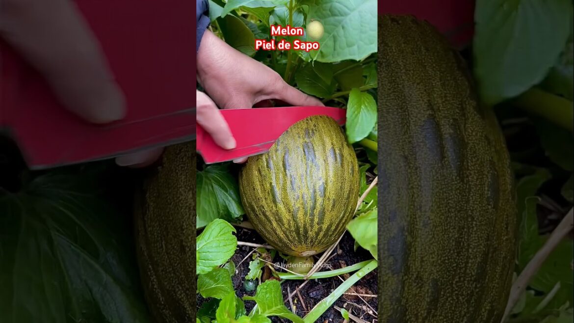 MELON Piel De Sapo๐๐ฑ ๐#shorts #fruit #fruitcutting #satisfying #food #melon #short #easy MELON Piel De Sapo๐๐ฑ ๐#shorts #fruit #fruitcutting #satisfying #food #melon #short #easy
