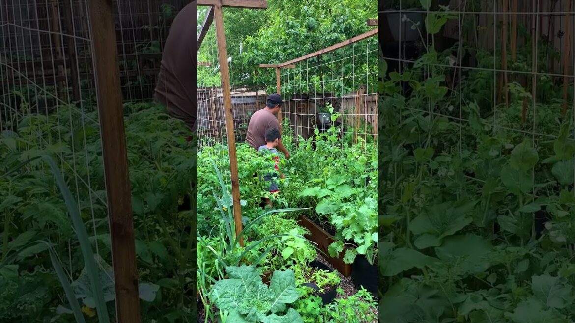 Imagine if everyone has the ability and resource to grow their own food. No one would be left hungry