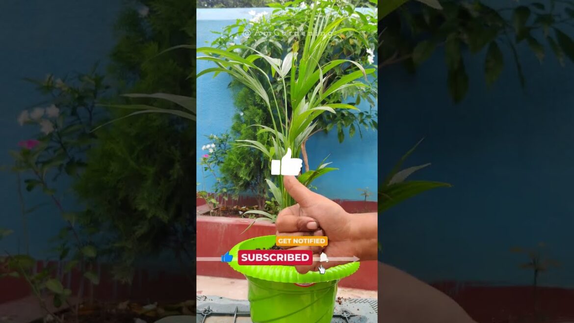 Areca Palm Repotting 🪴// Right potting soil mix for areca palm. #gardening #gardeningtips