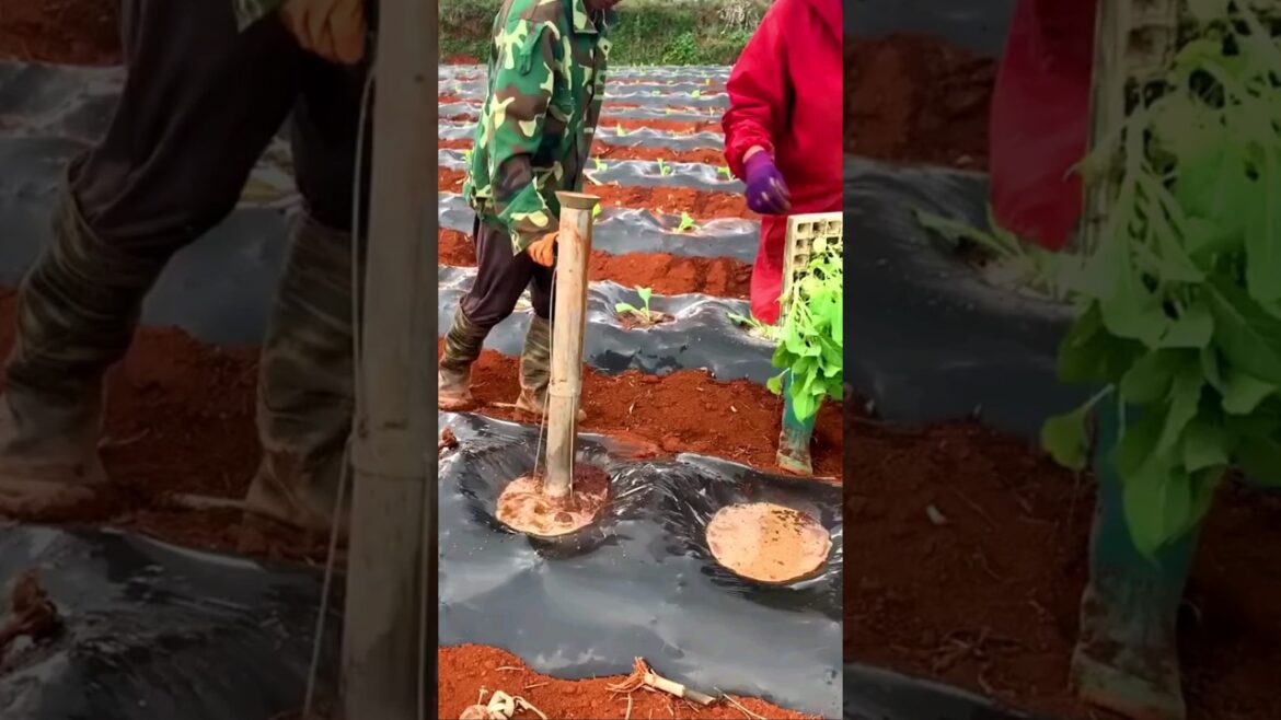 beautiful nature with rural life #07 Great creative in gardening and agriculture  #shorts  #farmer