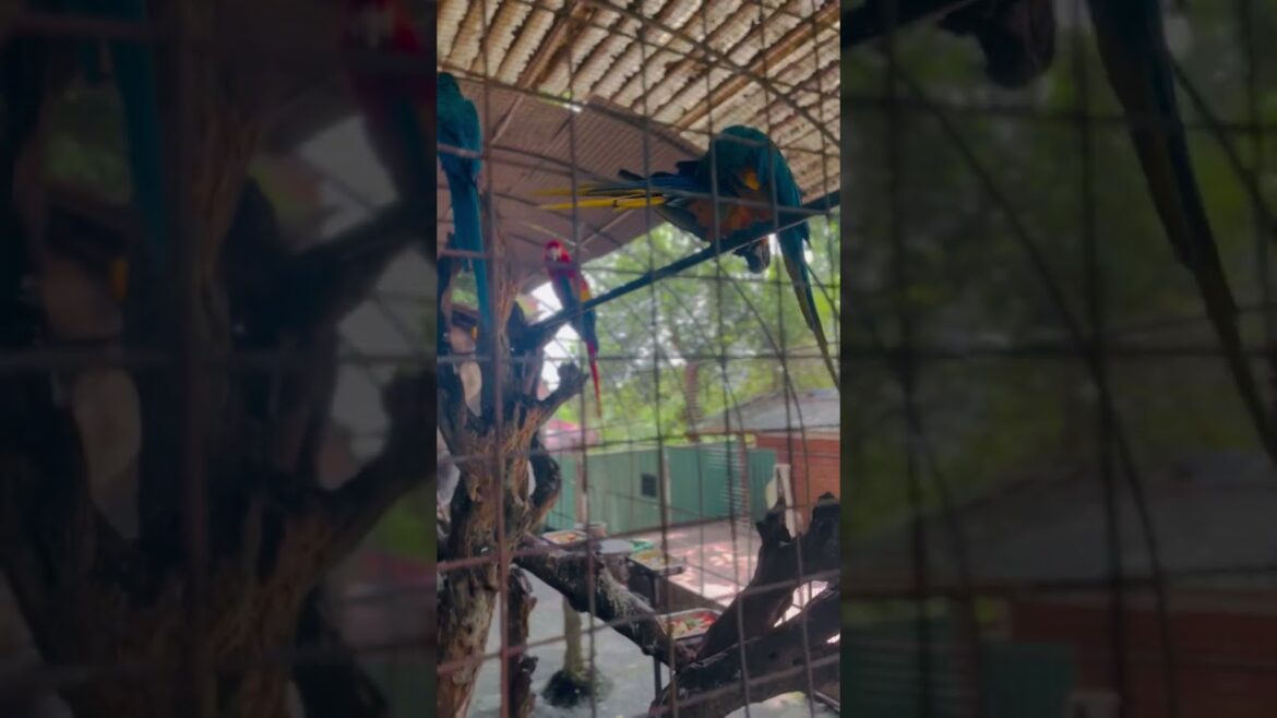 Zoological Garden/Birds/Nature/Sri Lanka/Travel/ #touristplace #travel #shortvideo #shorts Zoological Garden/Birds/Nature/Sri Lanka/Travel/ #touristplace #travel #shortvideo #shorts