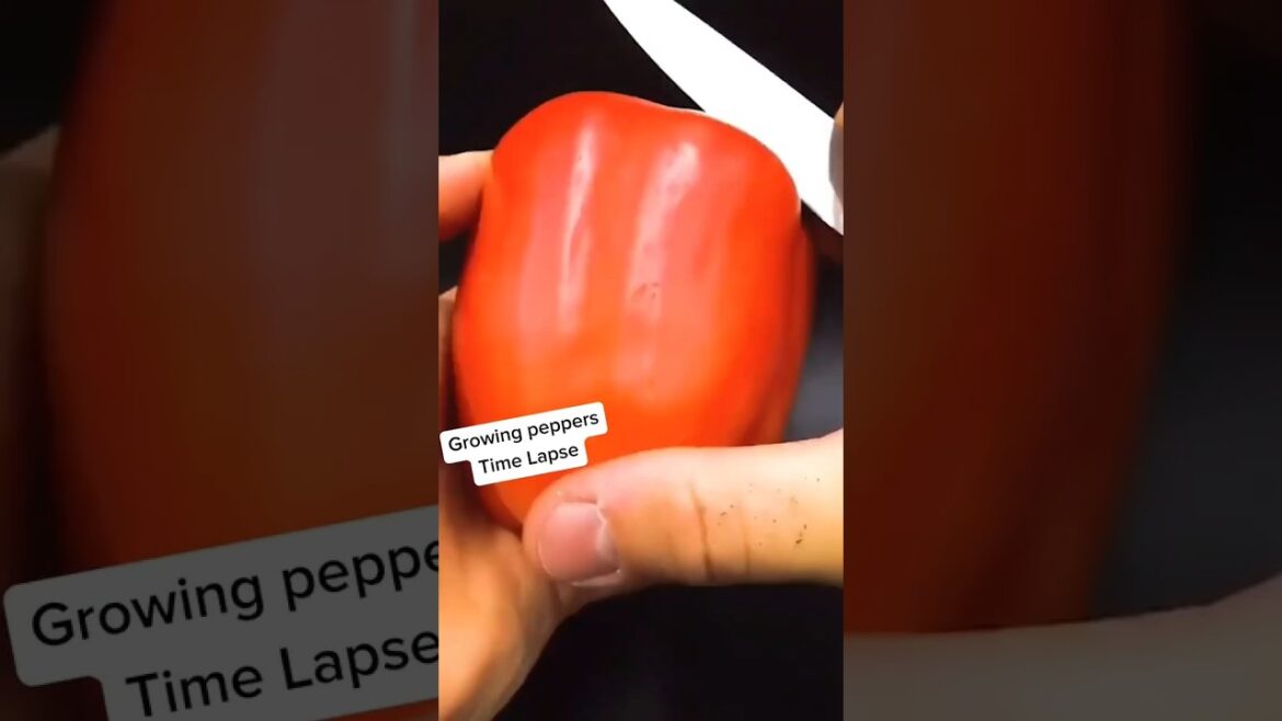 Growing pepper timelapse | Red pepper growing #gardening #plants #ytshorts