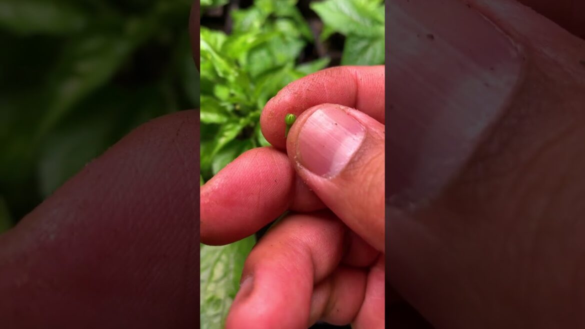 The Pepper Growth Timeline: How to successfully grow productive pepper plant