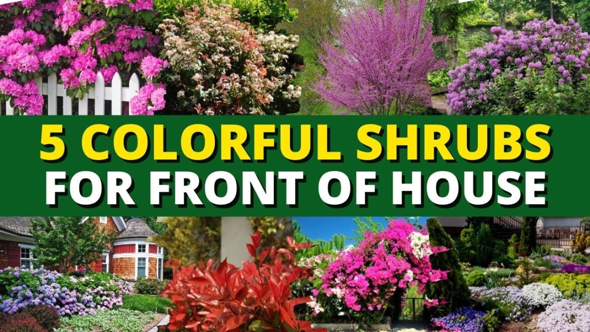 Top 5 Colorful Shrubs for Front of House 🏡 - Garden Trends