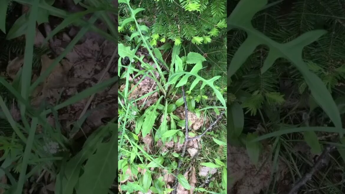 Wild Lettuce (Lattuca Canadensis) Nutrition #Shorts  Wild Lettuce (Lattuca Canadensis) Nutrition #Shorts 