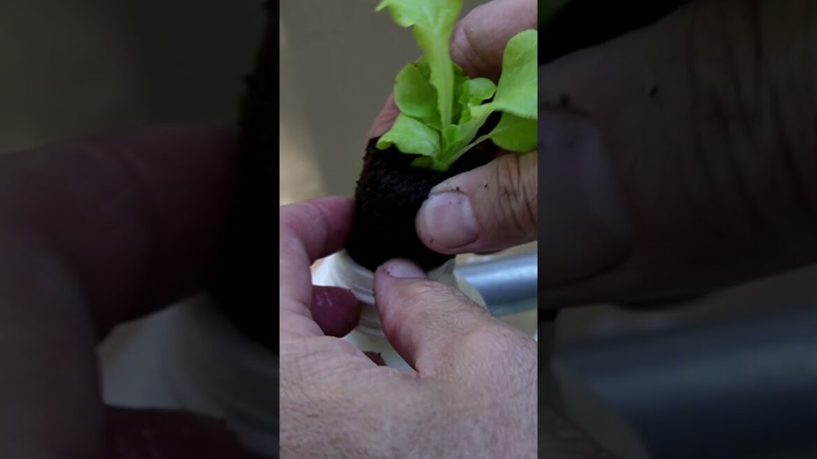 Set It and Forget It Food!!  #diyhydroponics #gardening