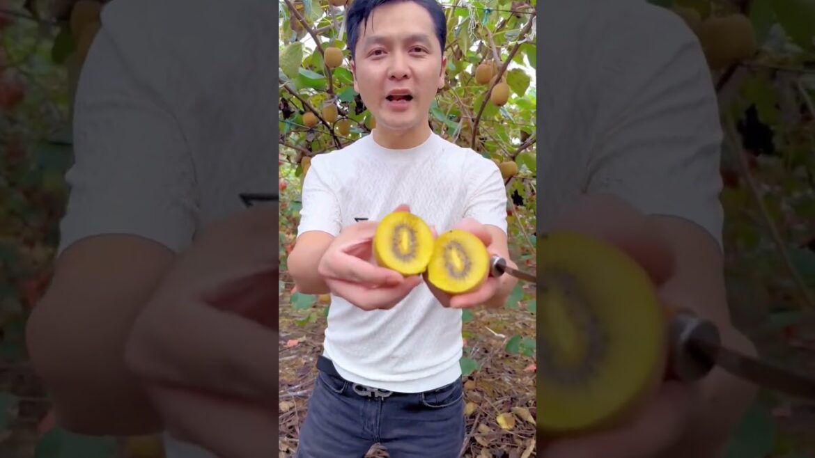 beautiful nature with rural life # 01 Yellow Kiwi  #shorts #fruits #farming #gardening