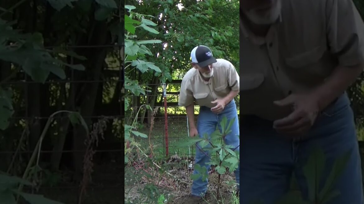 Carol solved the deer problem #garden #mulch #gardentips
