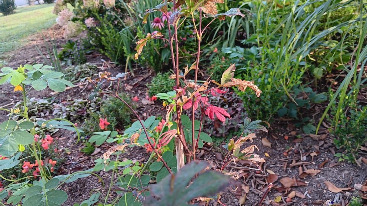 Planting A Clearance Bloodgood Maple Planting A Clearance Bloodgood Maple