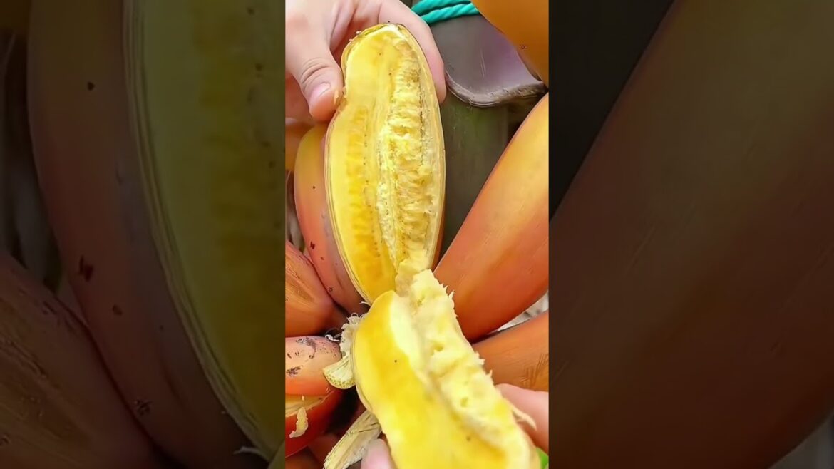 Enjoy Beautiful Nature fruits and vegetables!! #shorts #shortsfeed #viral #fruits #107 🥝🍓🍎🍒🍉🍐