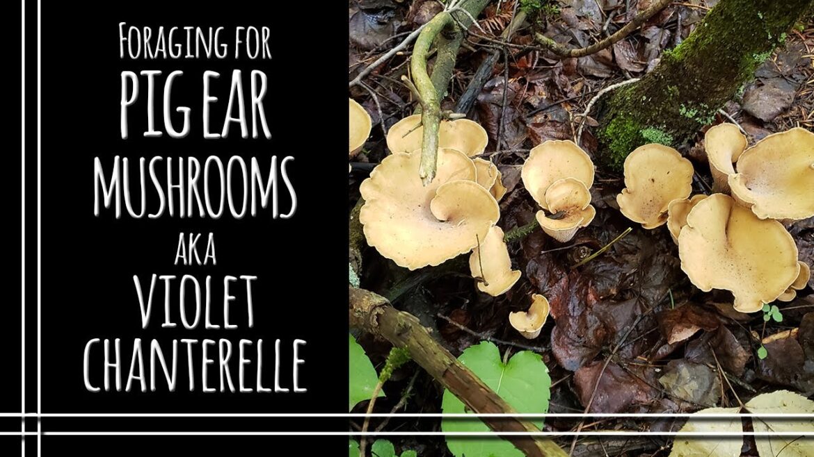 Foraging Violet Chanterelle Mushrooms aka Pig Ear Mushrooms