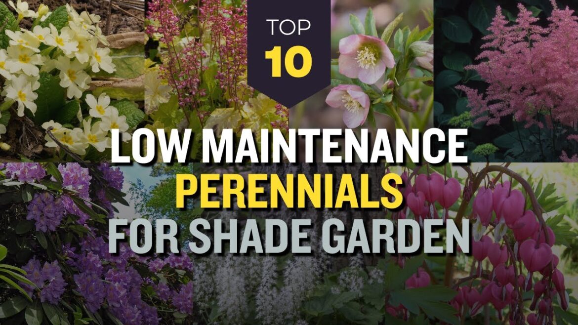 TOP 10 Low Maintenance Perennials for Shade Garden ๐ธ๐ณ Bloom Under The Trees ๐ผ๐จ TOP 10 Low Maintenance Perennials for Shade Garden ๐ธ๐ณ Bloom Under The Trees ๐ผ๐จ