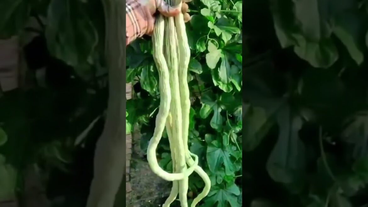 Enjoy Beautiful Nature With Rural Life # 68 Enjoy Beautiful Nature With Rural Life # 68